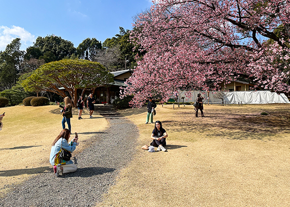 Cherry Blossom