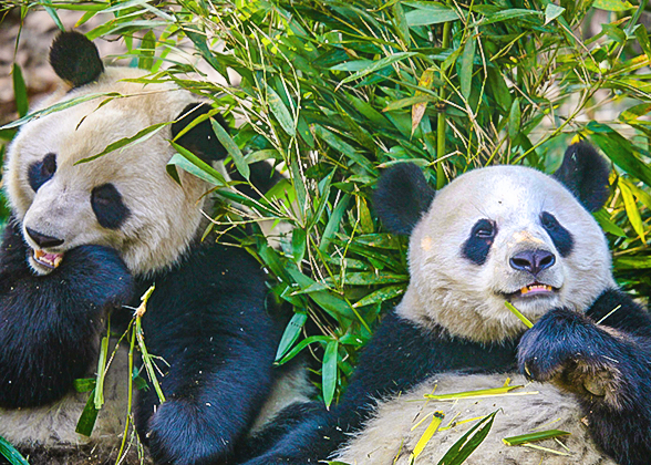 Lovely Pandas