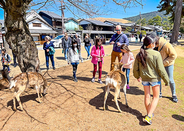 Feed Deer in Nara Park