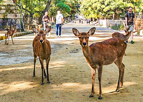 Nara Park