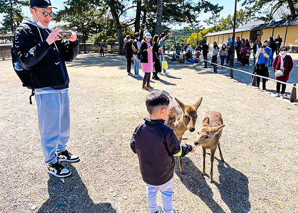 Feed Deer in Nara Park
