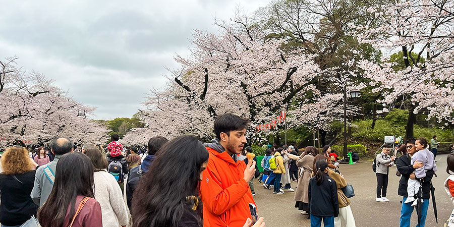 Cherry Blossoms in Ueno Park