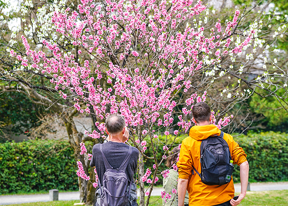 Cherry Blossoms along Sumida River