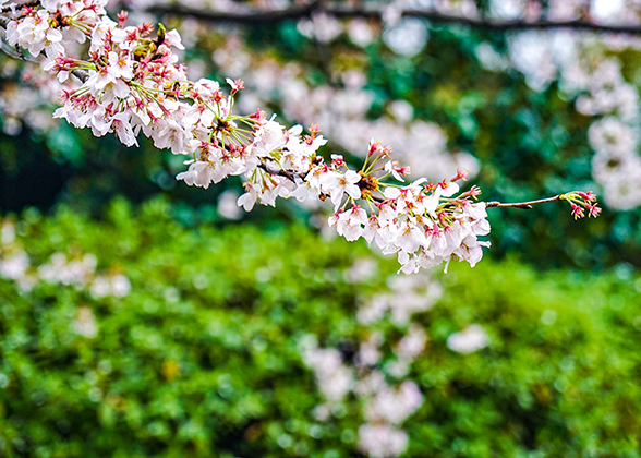 Nagano Cherry Blossom Season