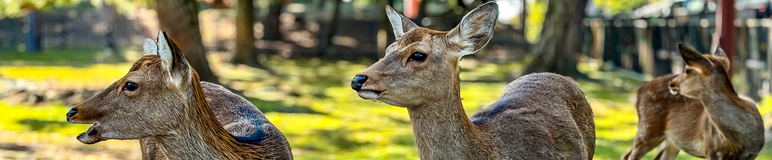 Cute Deer in Nara Park