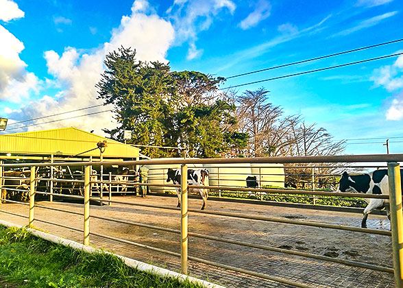 Countryside Scene, Australia