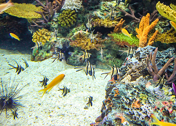 Meet Sea Creatures