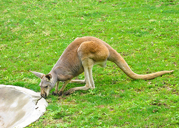 Cute Kangaroo