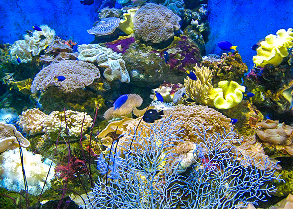 Beautiful Corals
