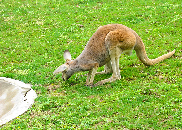 Meet Cute Kangaroo