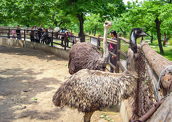 Cute Emus