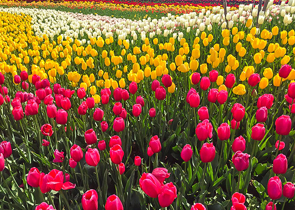 Beautiful Flowers in Botanic Gardens