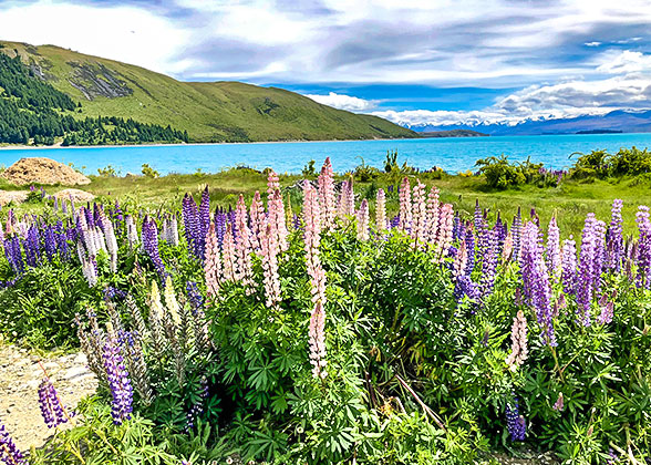 Lake Tekapo