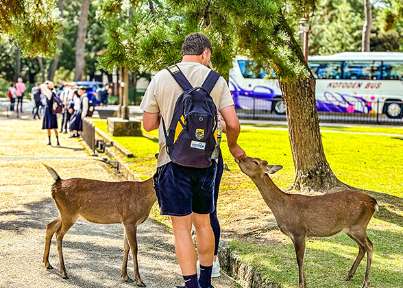 The Cute Deer on Mountain Wakakusa