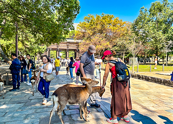 Cute Deer in Todaiji Temple