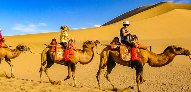Camel Ride in Sahara Desert