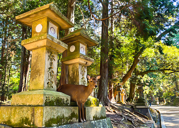 Cute Deer Hidden among the Stone Lanterns