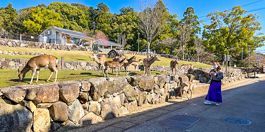 Mountain Wakakusa