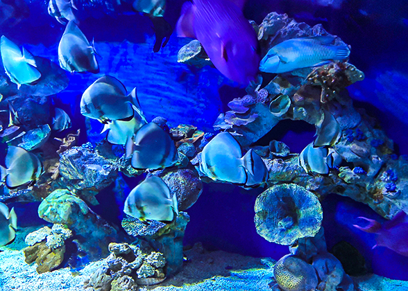 The Lively Swimming Fish