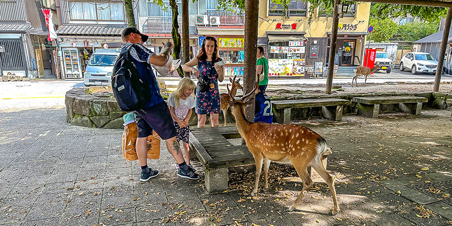 Cute Deer on Miyajima Island