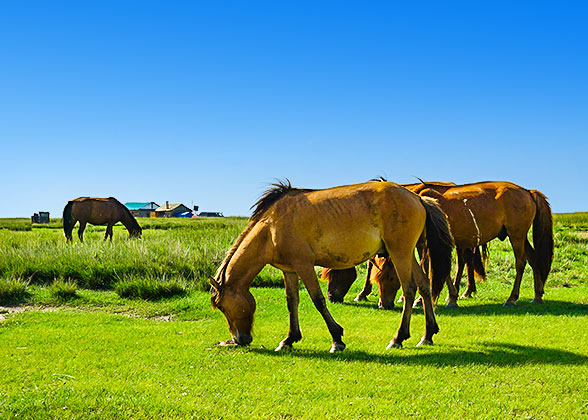 Buryat Village