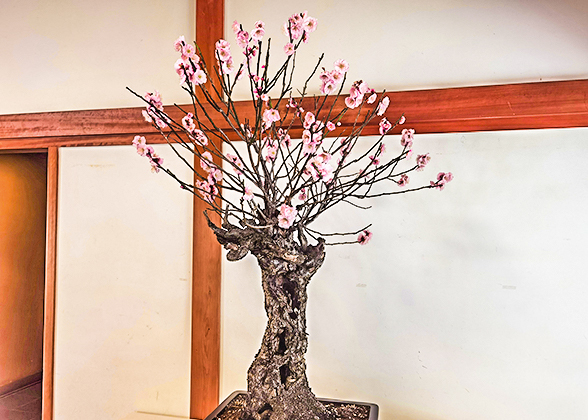 Plum Blossom