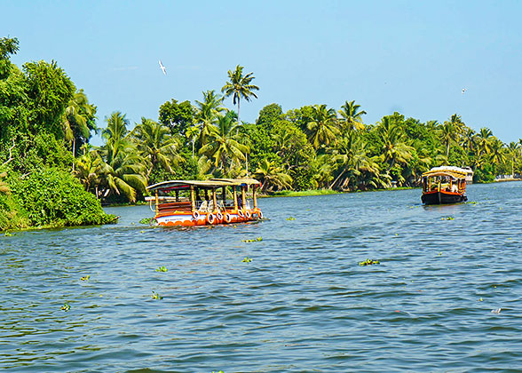 Mangrove River Cruise