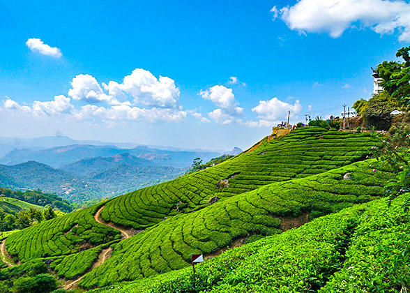 Hill Station in Munnar