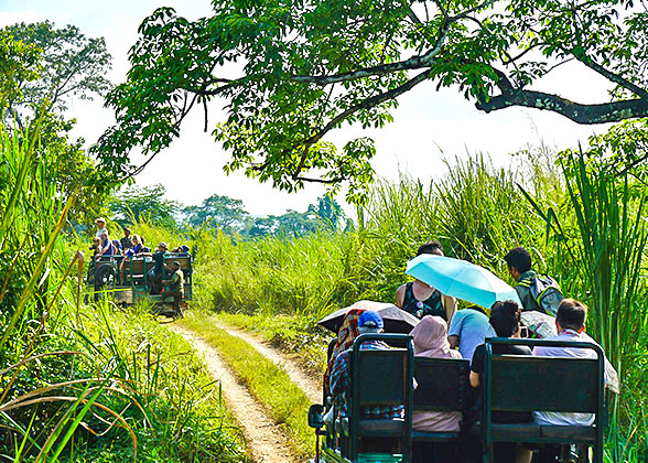 Wayanad Wildlife Sanctuary