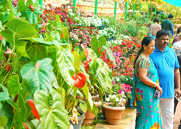 Bontanical Garden