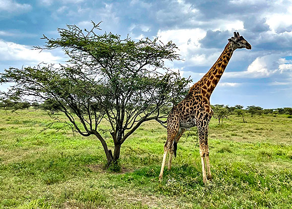 Tarangire