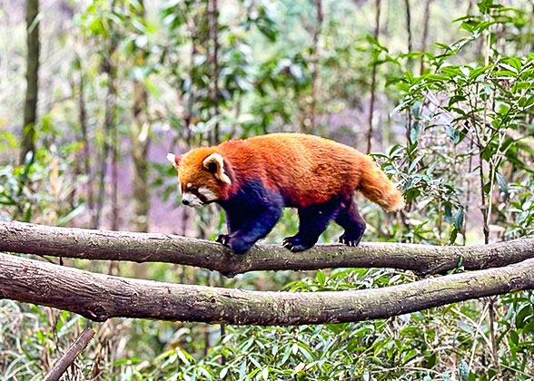 Naidu Himalayan Zoological Park