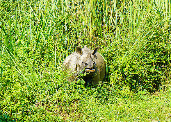 Meet Wild Animal