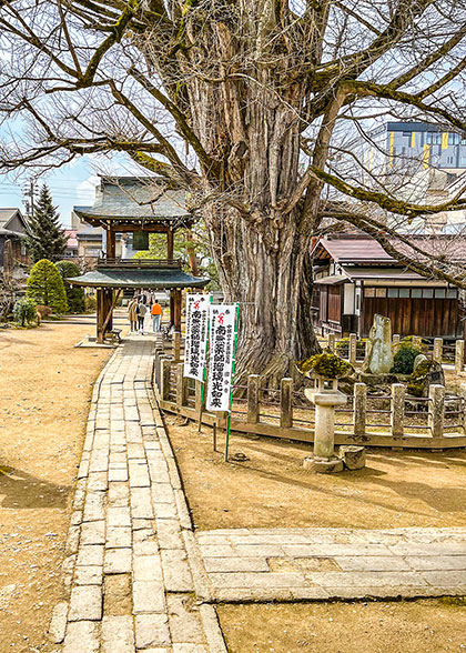 The Gingko Tree in Hida Kokubunji Temple