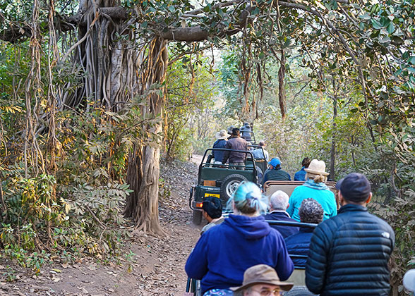 Safari in Ranthambore National Park