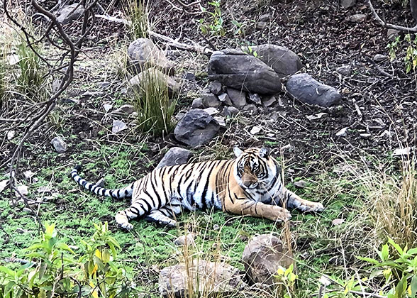Meet Wild Tiger