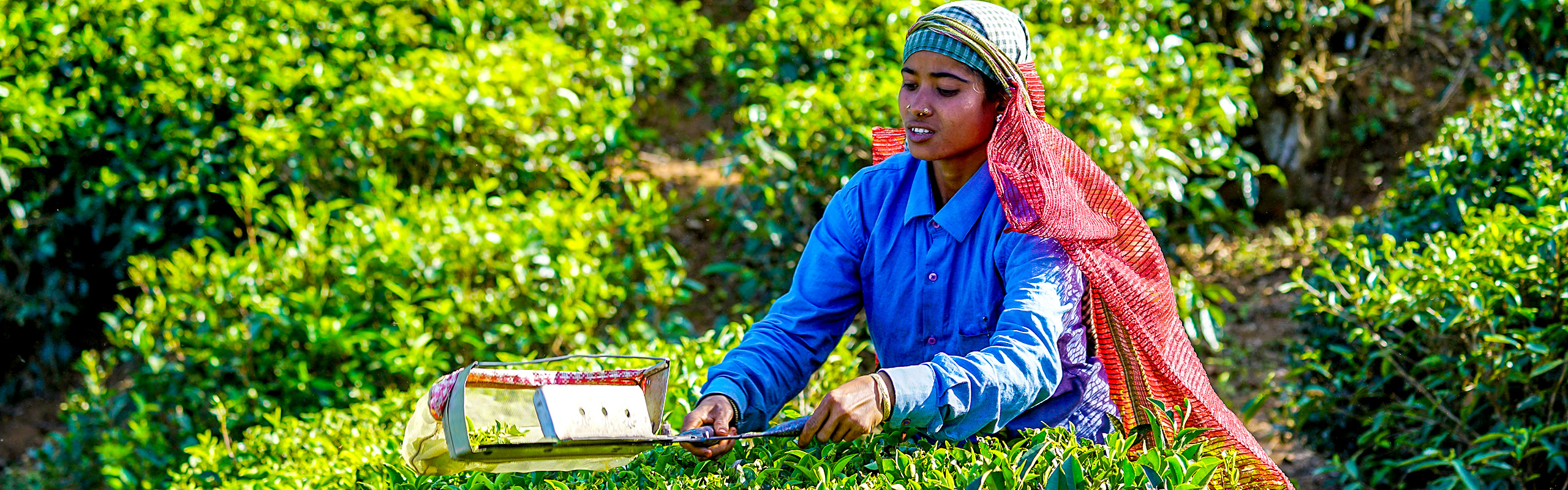 A woman collecting tea leaves