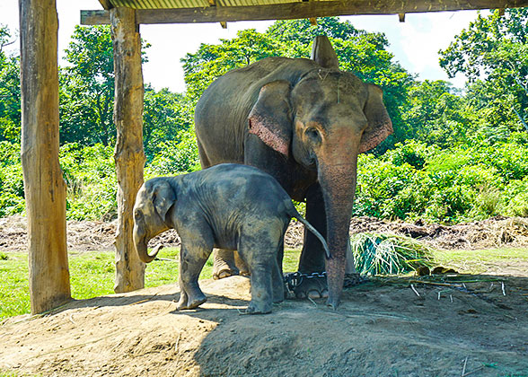 Pinnawela Elephant Orphanage