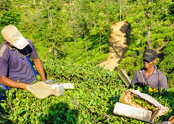 Tea Plantation