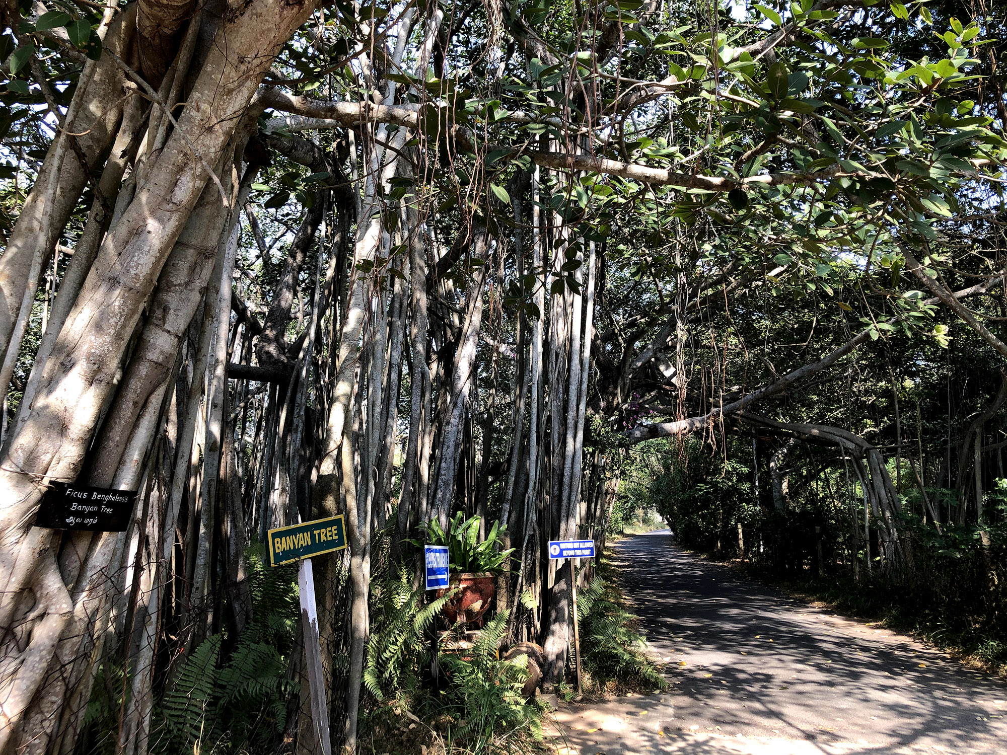 Bangladesh Forest