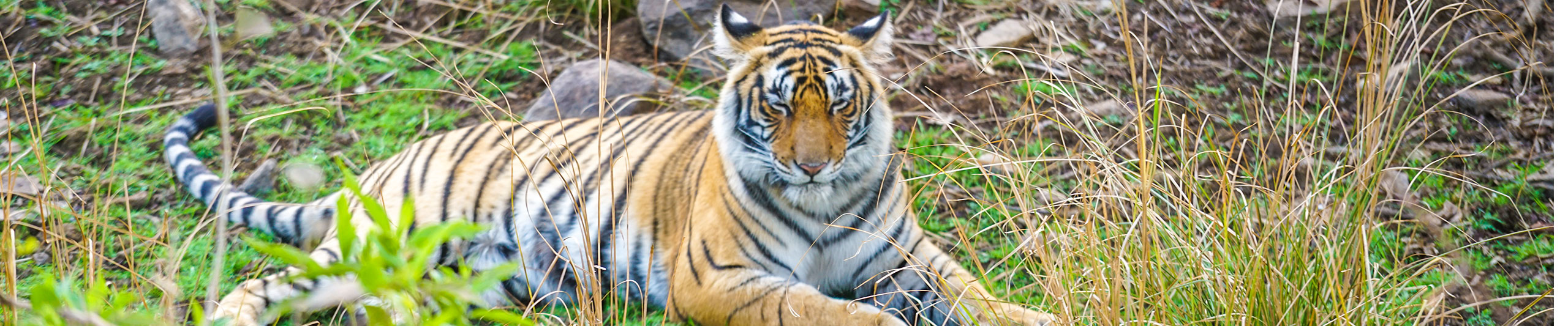 Bengal Tiger