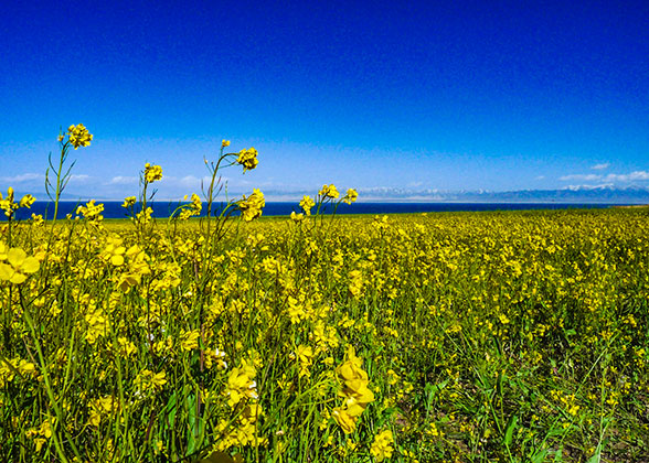 Flowers in Uminonakamichi Seaside Park
