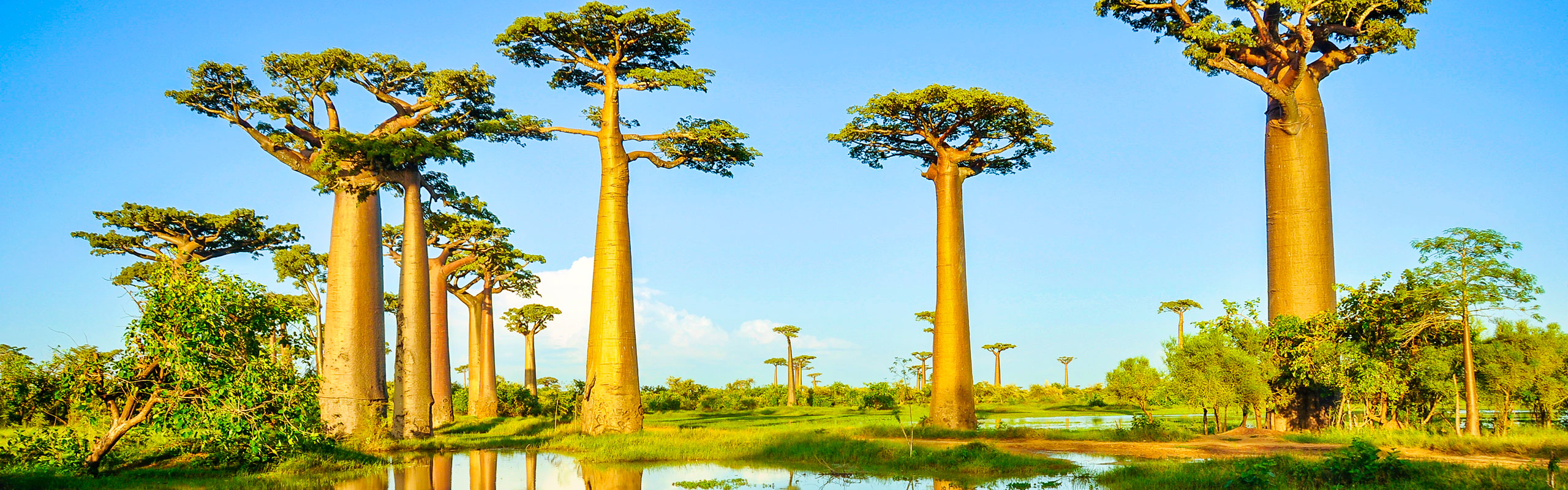 Baobabs