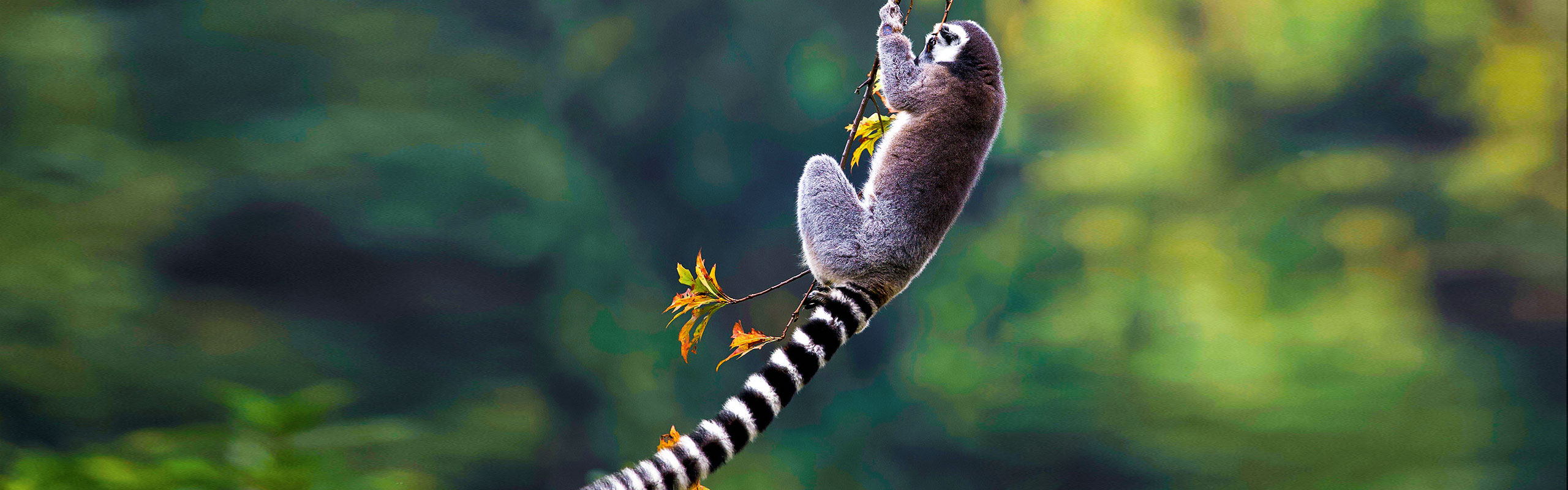 Ring-tailed lemur