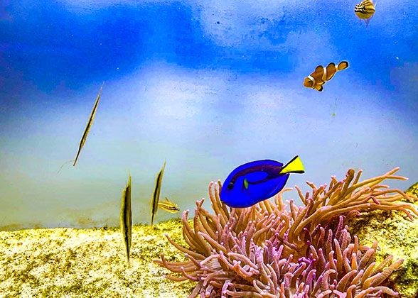 Fishes in Yokohama Hakkeijima Sea Paradise