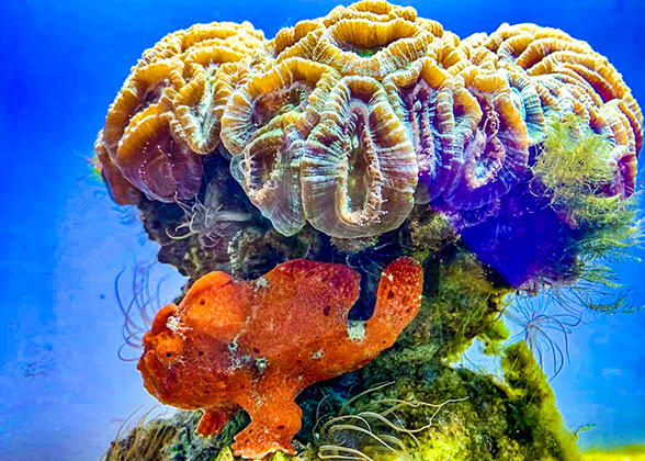 The Marine Plants in Yokohama Hakkeijima Sea Paradise