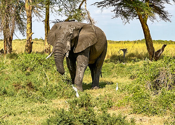 Spot the Elephant in Amboseli National Park