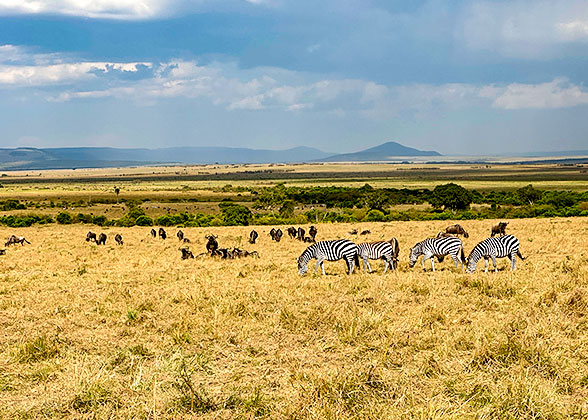 Zebras in Amboseli National Park