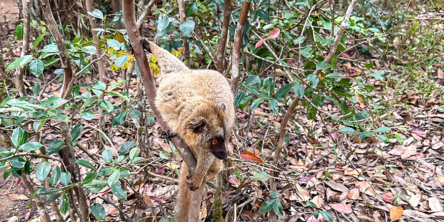 Lemur in Andasibe