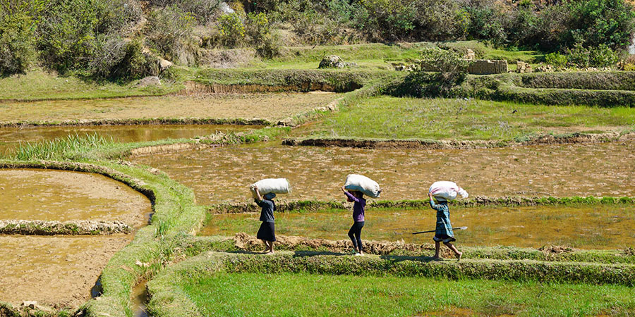 Farmland of Andasibe